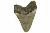 Fossil Megalodon Tooth - North Carolina #328424-2